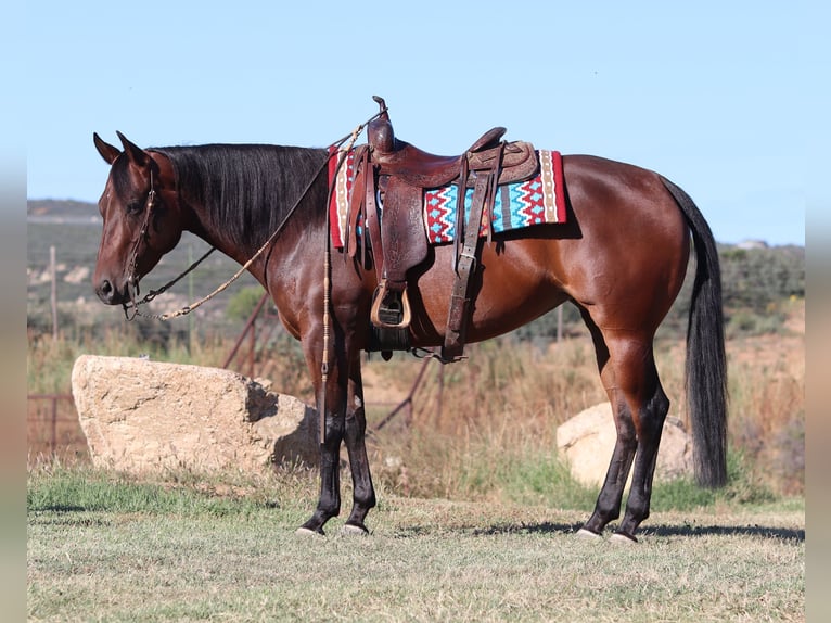 American Quarter Horse Klacz 8 lat 152 cm Gniada in Dewey, AZ
