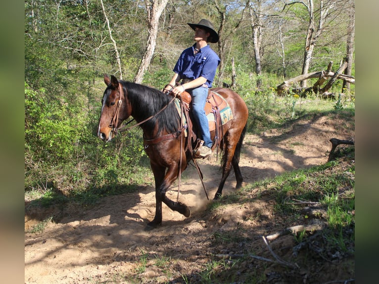 American Quarter Horse Klacz 8 lat 152 cm Gniada in Rusk