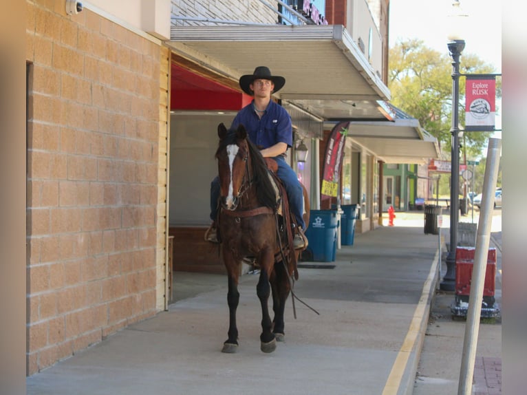 American Quarter Horse Klacz 8 lat 152 cm Gniada in Rusk