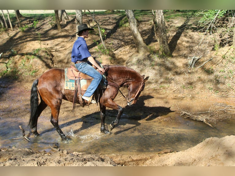 American Quarter Horse Klacz 8 lat 152 cm Gniada in Rusk