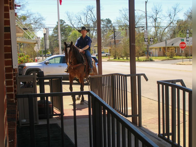 American Quarter Horse Klacz 8 lat 152 cm Gniada in Rusk