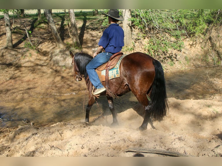American Quarter Horse Klacz 8 lat 152 cm Gniada in Rusk