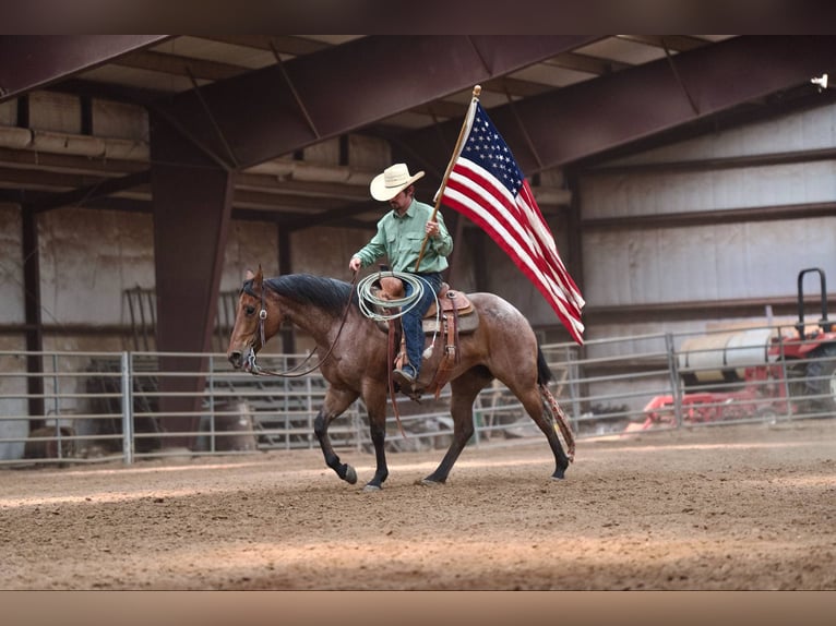 American Quarter Horse Klacz 8 lat 152 cm Gniadodereszowata in Canyon, TX