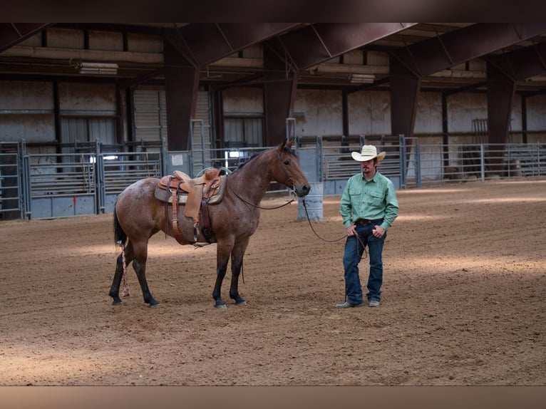 American Quarter Horse Klacz 8 lat 152 cm Gniadodereszowata in Canyon, TX