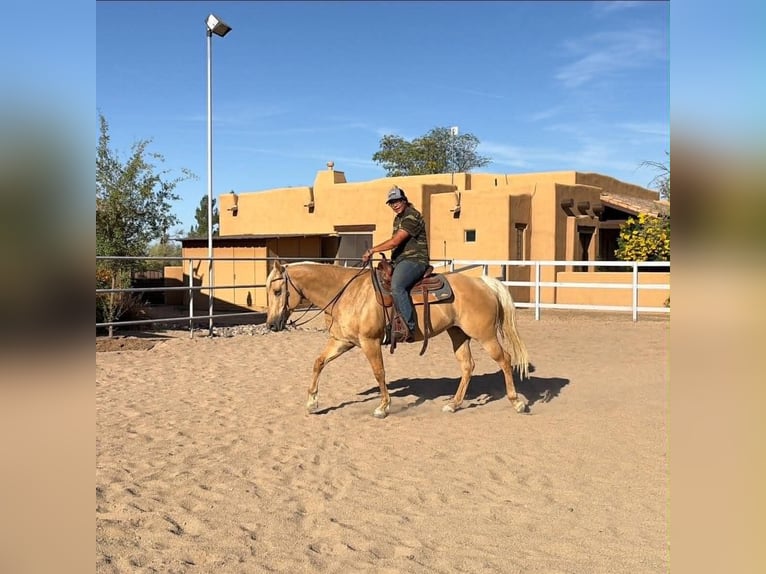 American Quarter Horse Klacz 8 lat 152 cm Izabelowata in Cave Creek