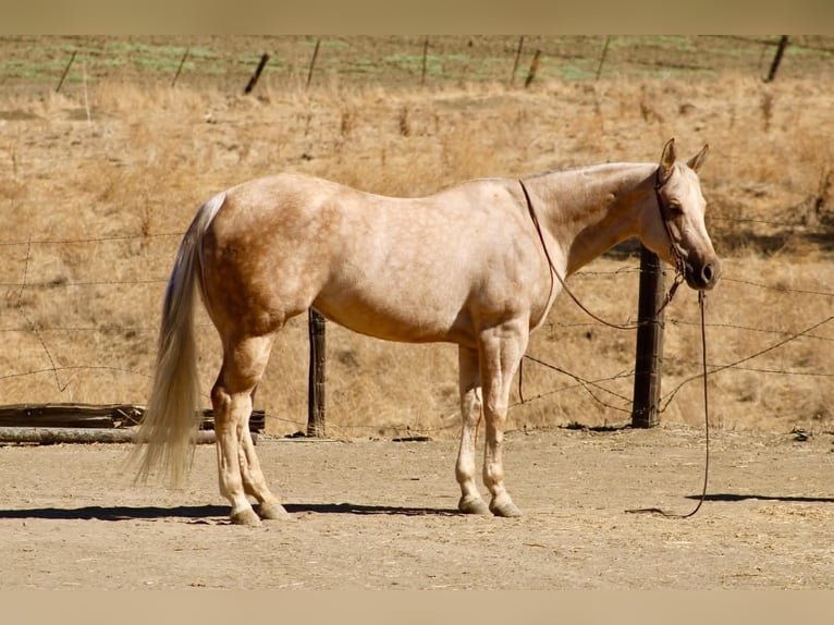 American Quarter Horse Klacz 8 lat 152 cm Izabelowata in Tres Pinos