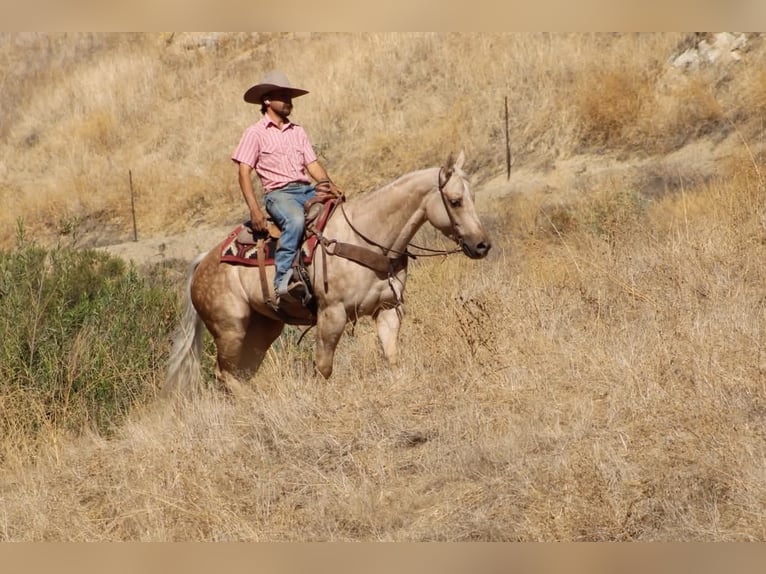 American Quarter Horse Klacz 8 lat 152 cm Izabelowata in Tres Pinos