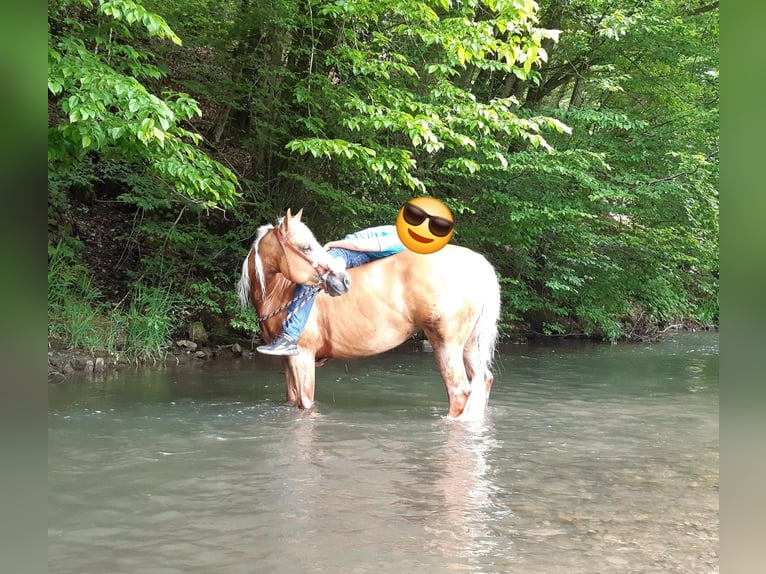 American Quarter Horse Klacz 8 lat 152 cm Izabelowata in Marienheide