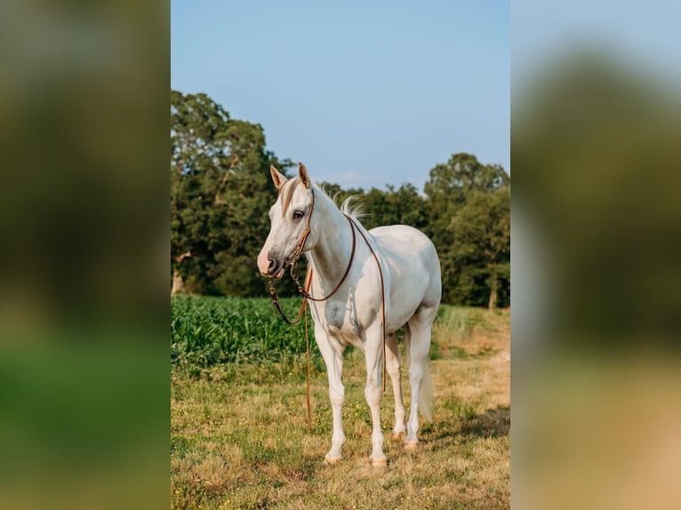 American Quarter Horse Klacz 8 lat 152 cm Jelenia in Auburn KY