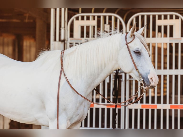 American Quarter Horse Klacz 8 lat 152 cm Jelenia in Auburn KY