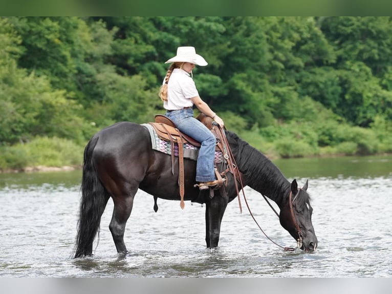 American Quarter Horse Klacz 8 lat 152 cm Kara in Clarion