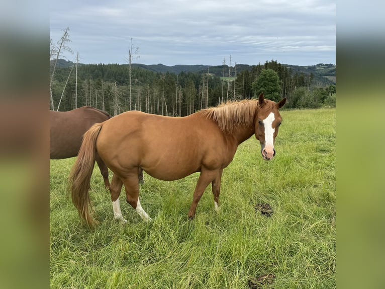 American Quarter Horse Klacz 8 lat 152 cm Kasztanowata in Daleiden