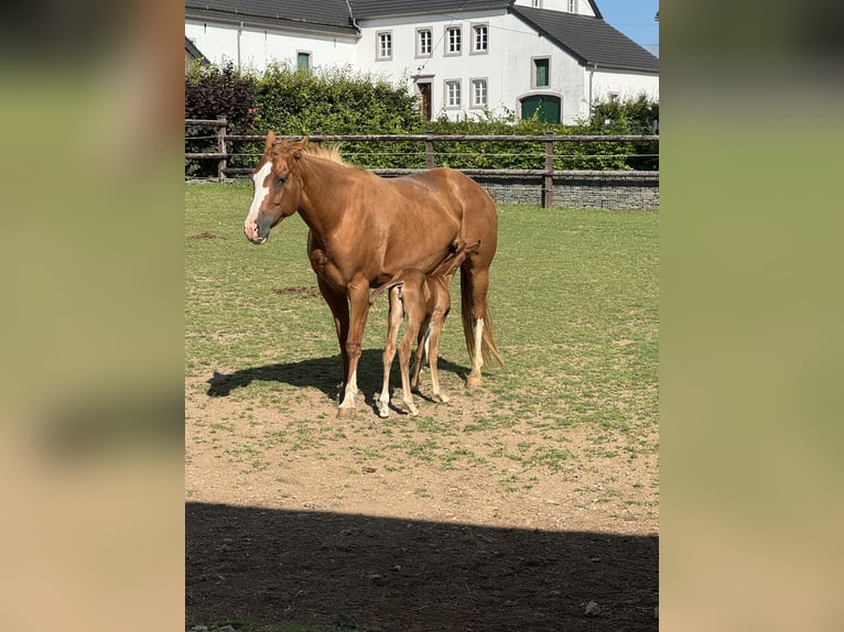 American Quarter Horse Klacz 8 lat 152 cm Kasztanowata in Daleiden