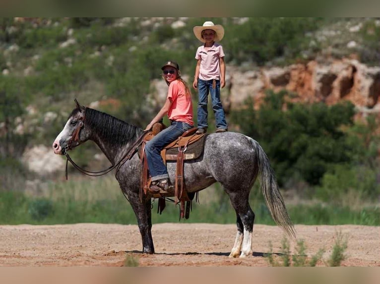 American Quarter Horse Klacz 8 lat 152 cm Siwa in Canyon, TX