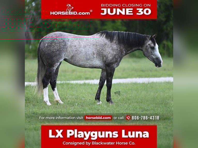 American Quarter Horse Klacz 8 lat 152 cm Siwa in Canyon, TX
