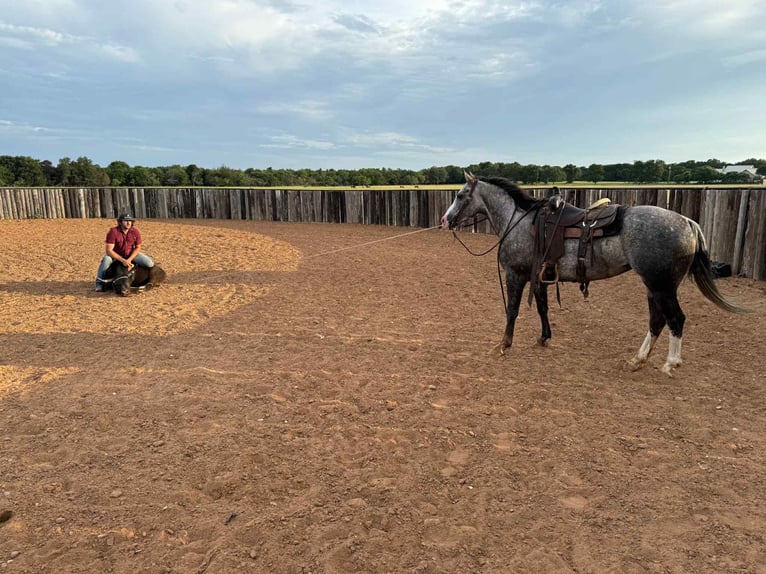 American Quarter Horse Klacz 8 lat 152 cm Siwa in Canyon, TX