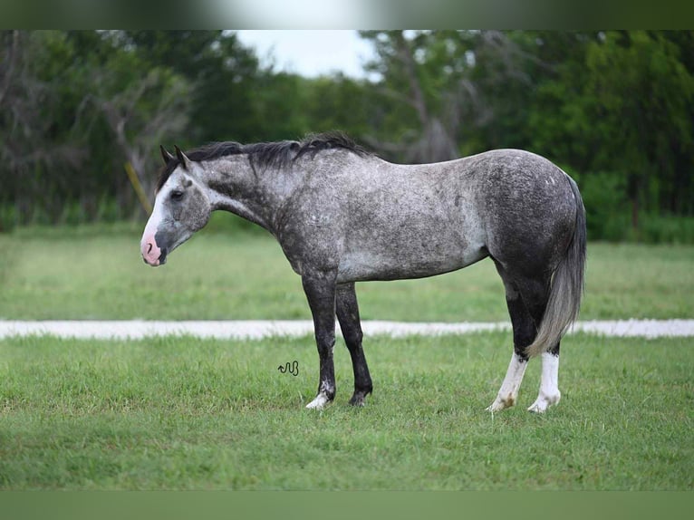 American Quarter Horse Klacz 8 lat 152 cm Siwa in Canyon, TX