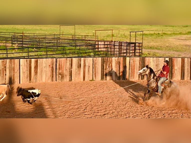 American Quarter Horse Klacz 8 lat 152 cm Siwa in Canyon, TX