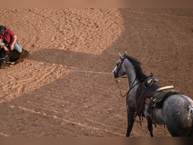 American Quarter Horse Klacz 8 lat 152 cm Siwa in Canyon, TX