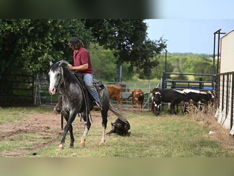 American Quarter Horse Klacz 8 lat 152 cm Siwa in Canyon, TX