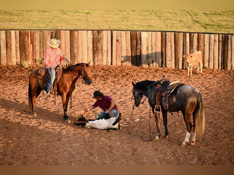 American Quarter Horse Klacz 8 lat 152 cm Siwa in Canyon, TX