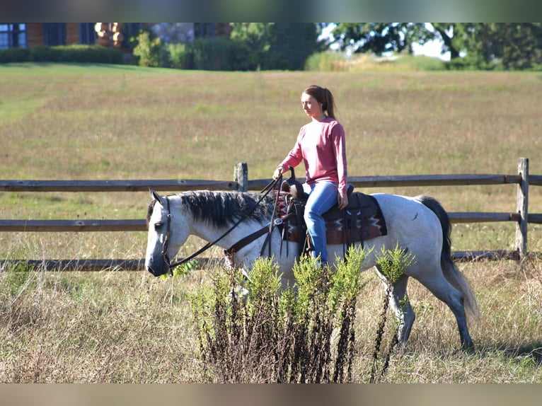 American Quarter Horse Klacz 8 lat 152 cm Siwa in Rebersburg