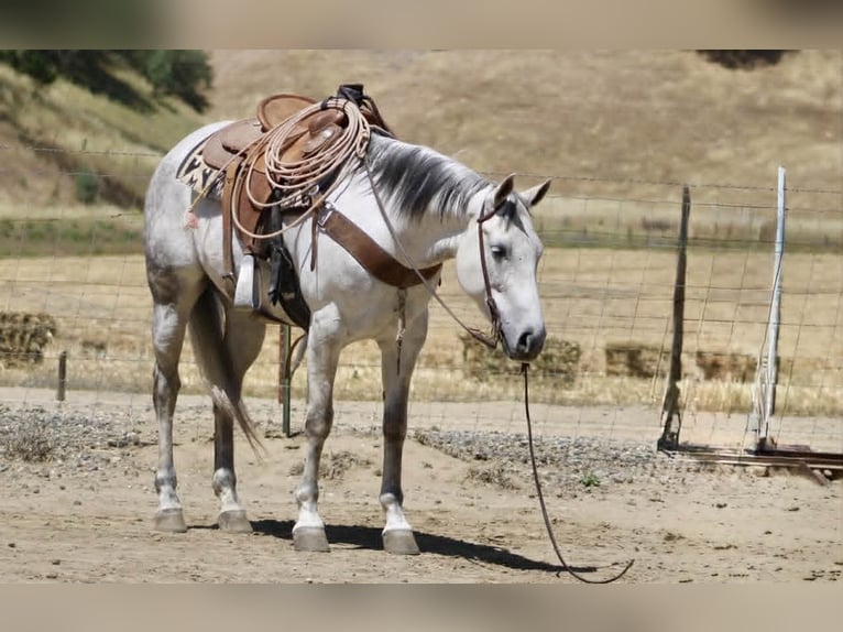 American Quarter Horse Klacz 8 lat 152 cm Siwa in Tres Pinos