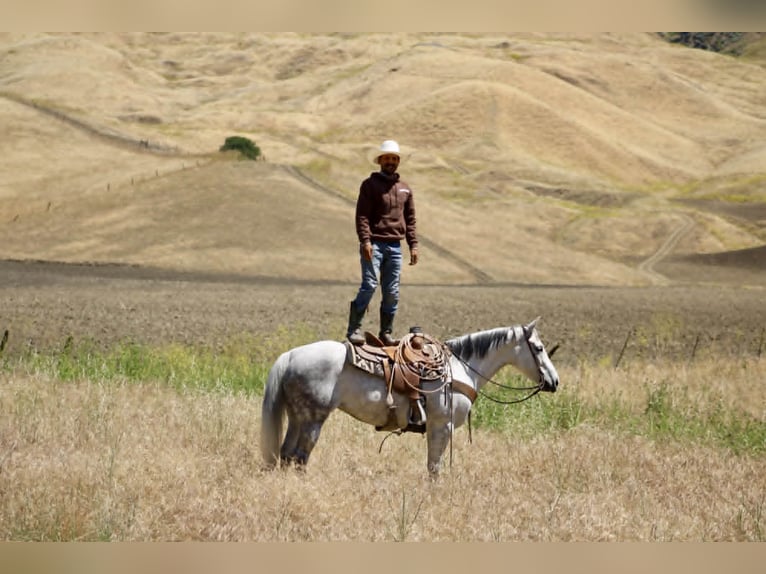 American Quarter Horse Klacz 8 lat 152 cm Siwa in Tres Pinos