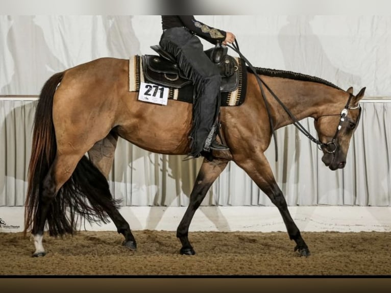 American Quarter Horse Klacz 8 lat 154 cm Jelenia in Eiselfing