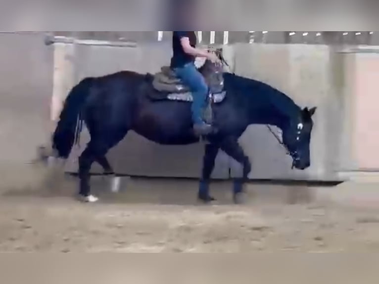 American Quarter Horse Klacz 8 lat 154 cm Kara in Oberostendorf