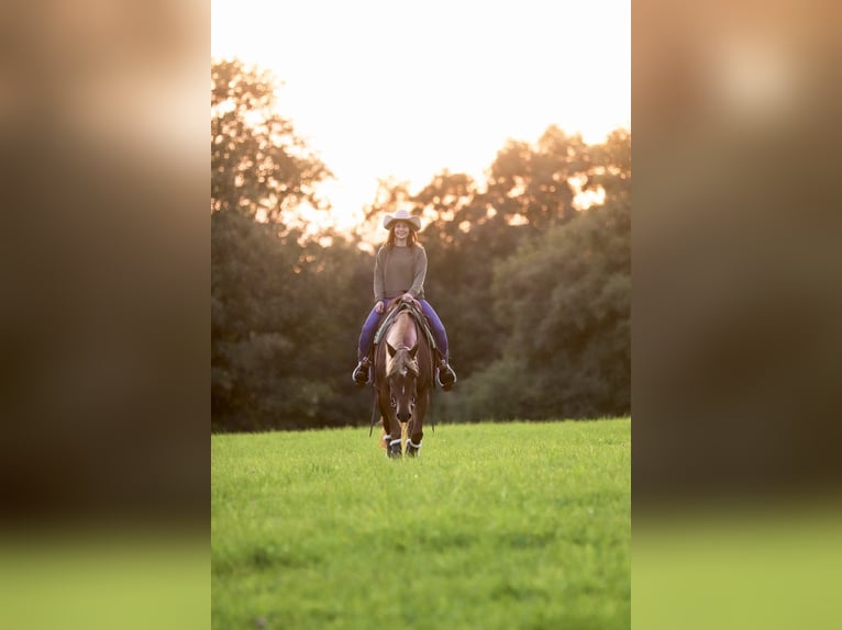 American Quarter Horse Klacz 8 lat 154 cm Kasztanowata in Bellingen
