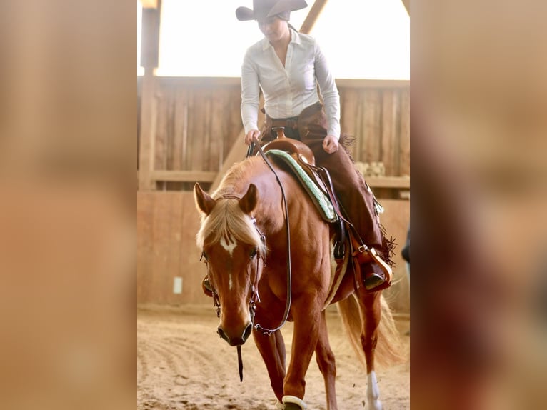 American Quarter Horse Klacz 8 lat 154 cm Kasztanowata in Bellingen