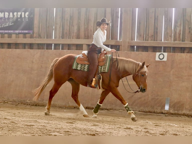 American Quarter Horse Klacz 8 lat 154 cm Kasztanowata in Bellingen