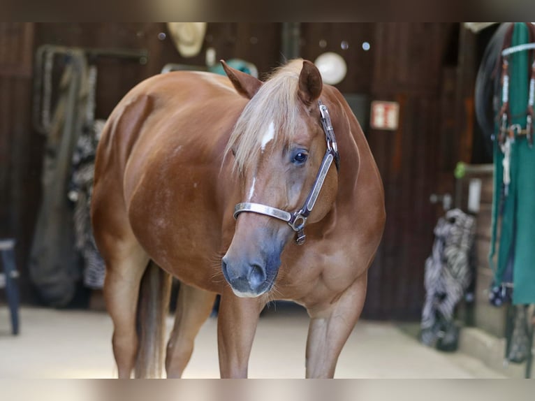 American Quarter Horse Klacz 8 lat 154 cm Kasztanowata in Bellingen