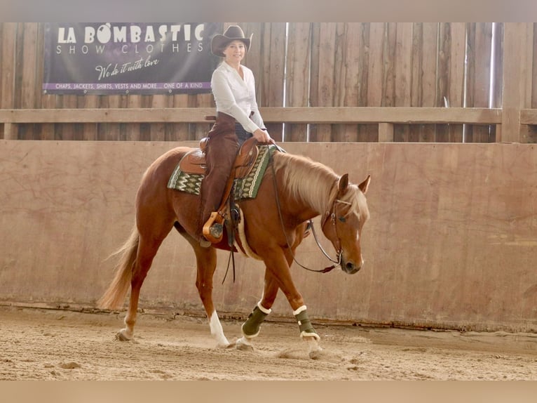 American Quarter Horse Klacz 8 lat 154 cm Kasztanowata in Bellingen