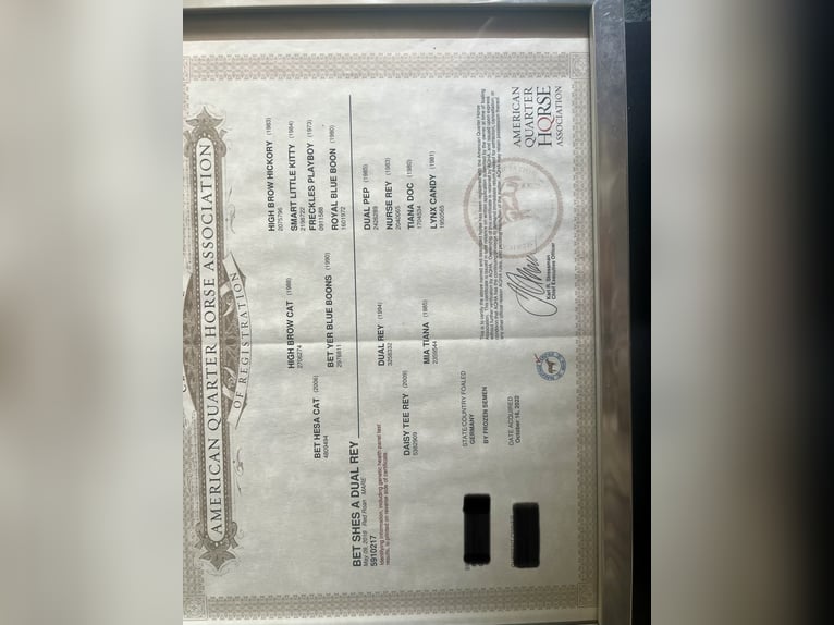 American Quarter Horse Klacz 8 lat 154 cm Kasztanowatodereszowata in Buchloe