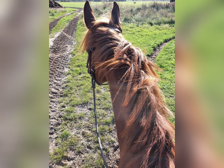 American Quarter Horse Klacz 8 lat 155 cm Ciemnokasztanowata in Großbeeren