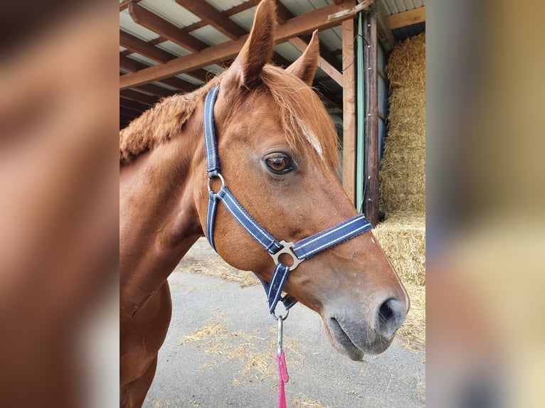 American Quarter Horse Klacz 8 lat 155 cm Ciemnokasztanowata in Großbeeren