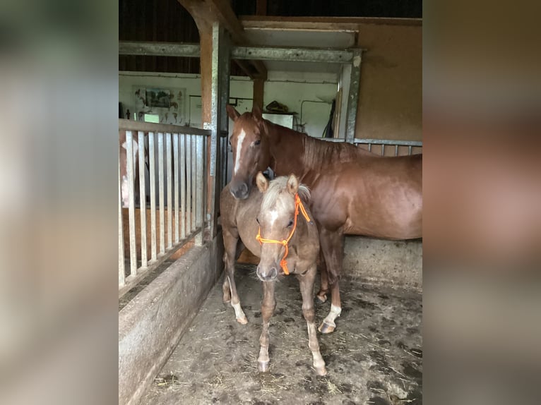 American Quarter Horse Klacz 8 lat 155 cm Ciemnokasztanowata in Apfeldorfpf