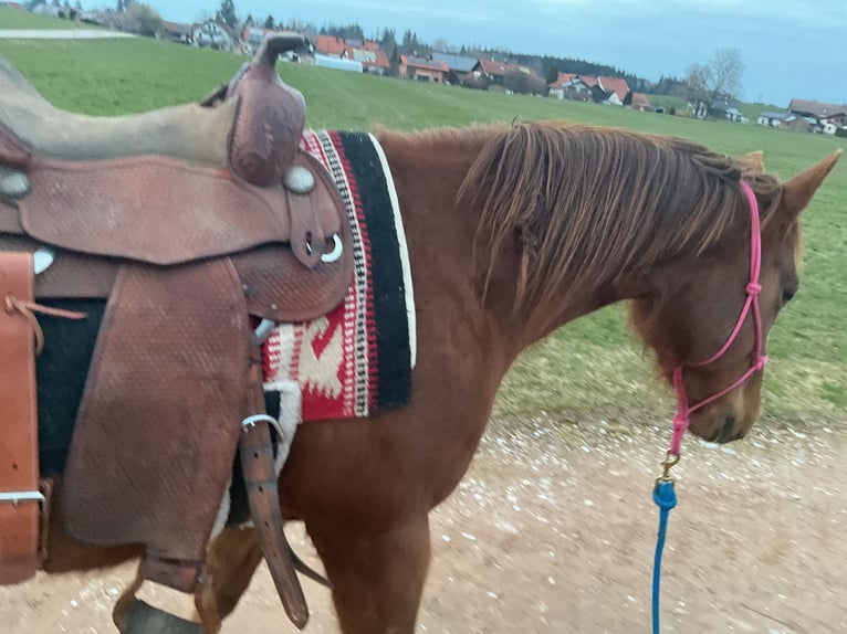 American Quarter Horse Klacz 8 lat 155 cm Ciemnokasztanowata in Apfeldorfpf