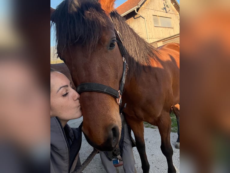 American Quarter Horse Mix Klacz 8 lat 155 cm Gniada in Satteins