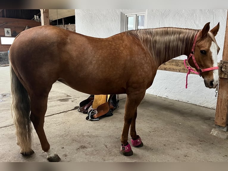 American Quarter Horse Klacz 8 lat 155 cm Izabelowata in Wasserburg am Inn