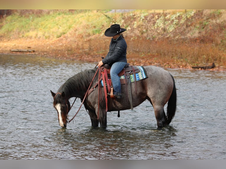 American Quarter Horse Klacz 8 lat 155 cm Karodereszowata in Clarion