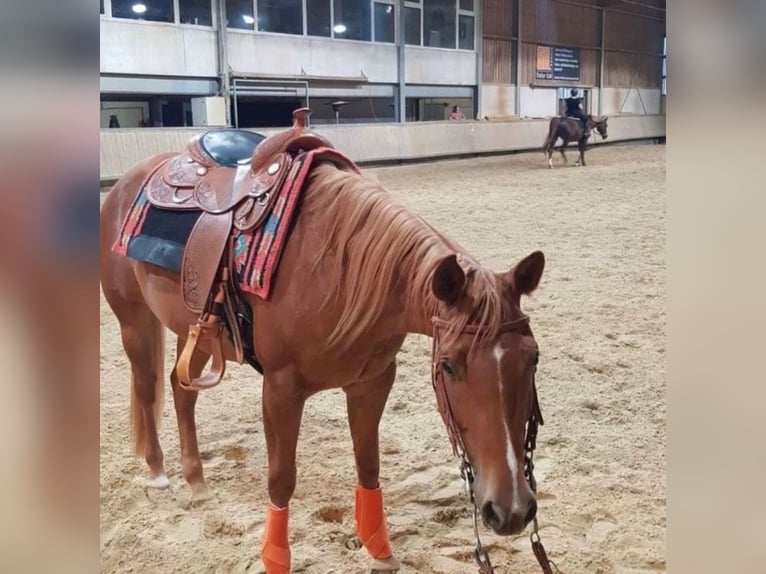 American Quarter Horse Klacz 8 lat 155 cm Kasztanowata in Kevelaer