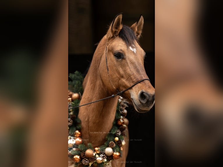 American Quarter Horse Klacz 8 lat 157 cm Bułana in Eckental