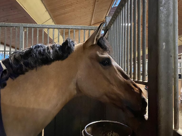 American Quarter Horse Klacz 8 lat 157 cm Bułana in Eckental