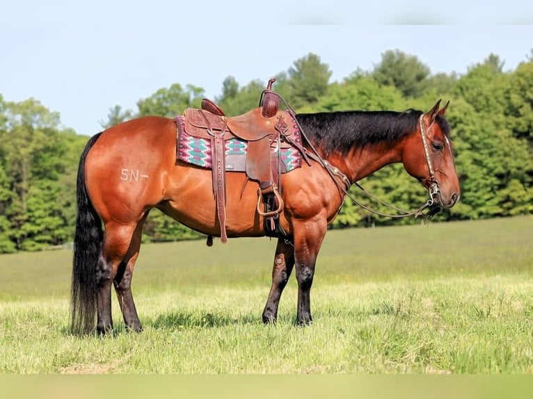 American Quarter Horse Klacz 8 lat 157 cm Gniada in Clarion, PA