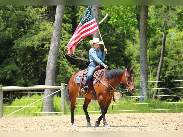 American Quarter Horse Klacz 8 lat 157 cm Gniada in Clarion, PA
