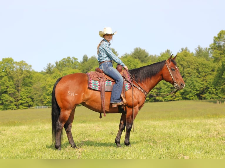 American Quarter Horse Klacz 8 lat 157 cm Gniada in Clarion, PA