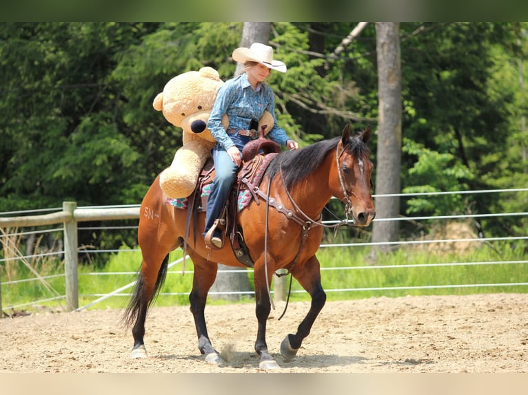 American Quarter Horse Klacz 8 lat 157 cm Gniada in Clarion, PA
